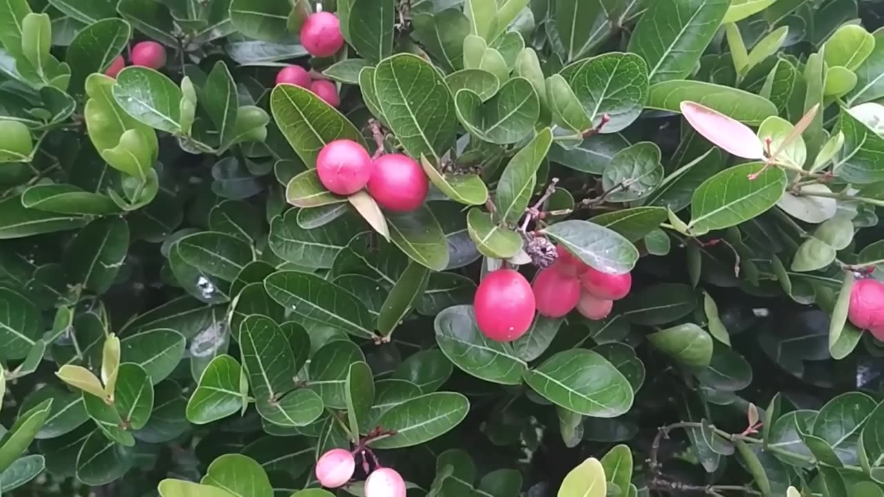 Carissa Carandas, Edible Fruit Karonda Climbing Medicinal Shrub