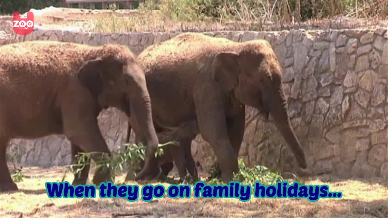 Baby Elephant, Mother and Grandmother