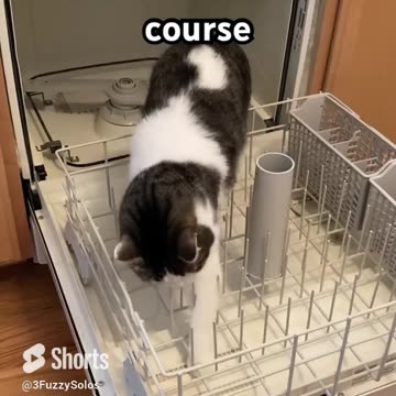 Cat accepts Survivor immunity challenge