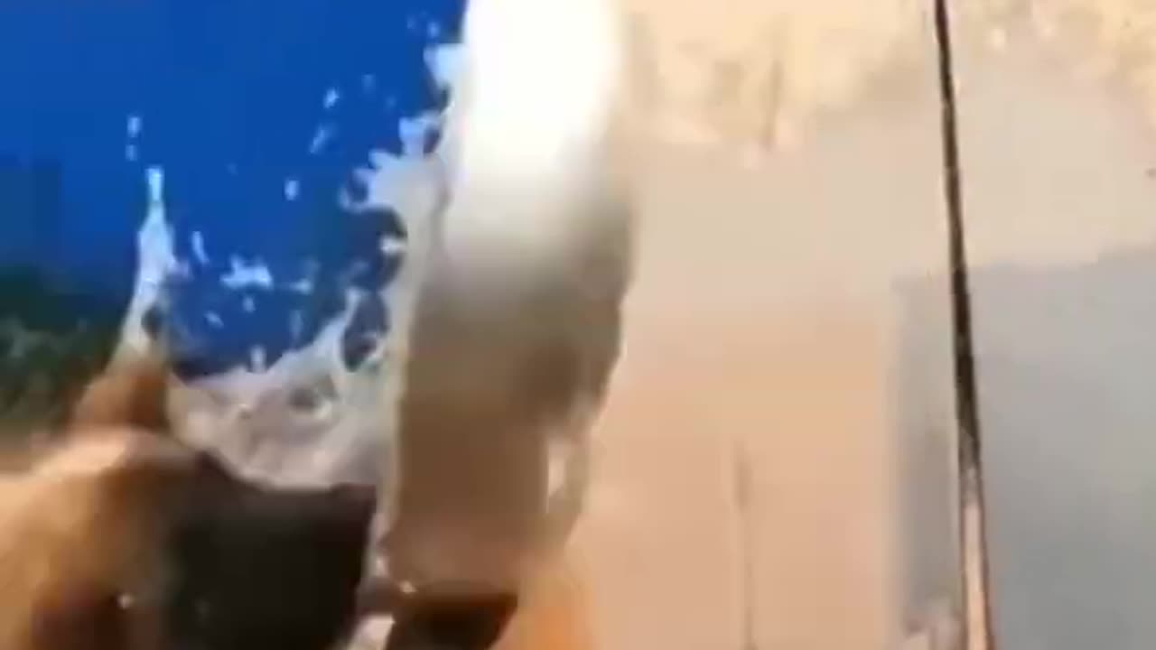 Funny dog playing