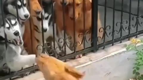 Funny dog video