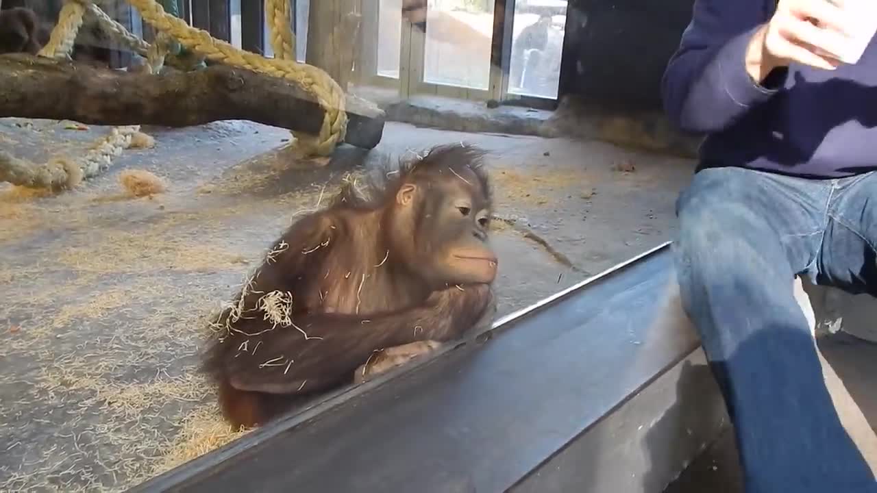 Monkey Sees A Magic Trick