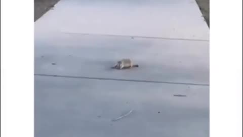 Most dramatic squirrel ever 🤣