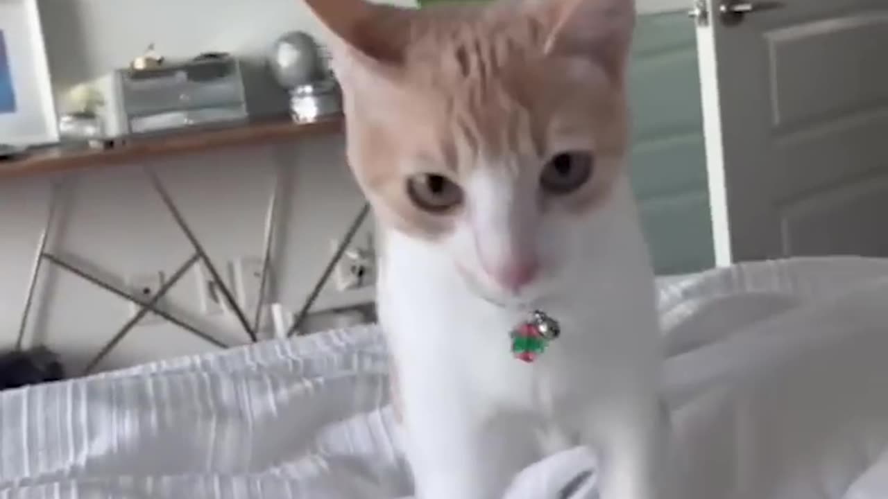 funny cats video 2