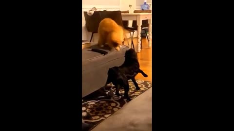 Funniest Cats And Dogs Videos 😁 - Best Funny Animal Videos 2024 🥰#13