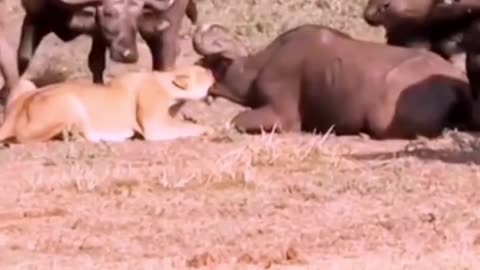 A herd of buffalo try to help a buffalo was attacked by a lion