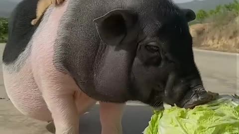 Pet pigs and dogs