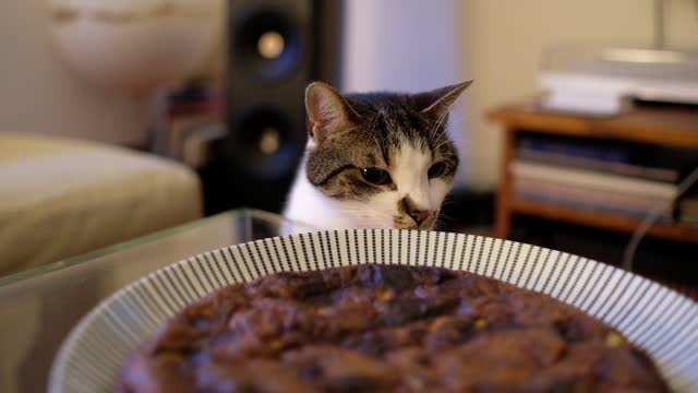 Curious Cat Sniffing Food On The Table But Doesn't Like It