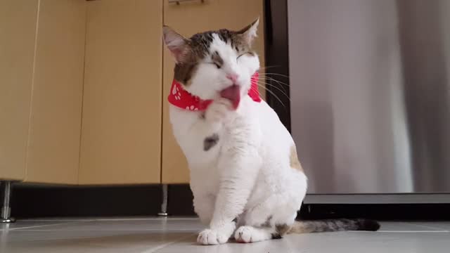 Video Of Funny Cat