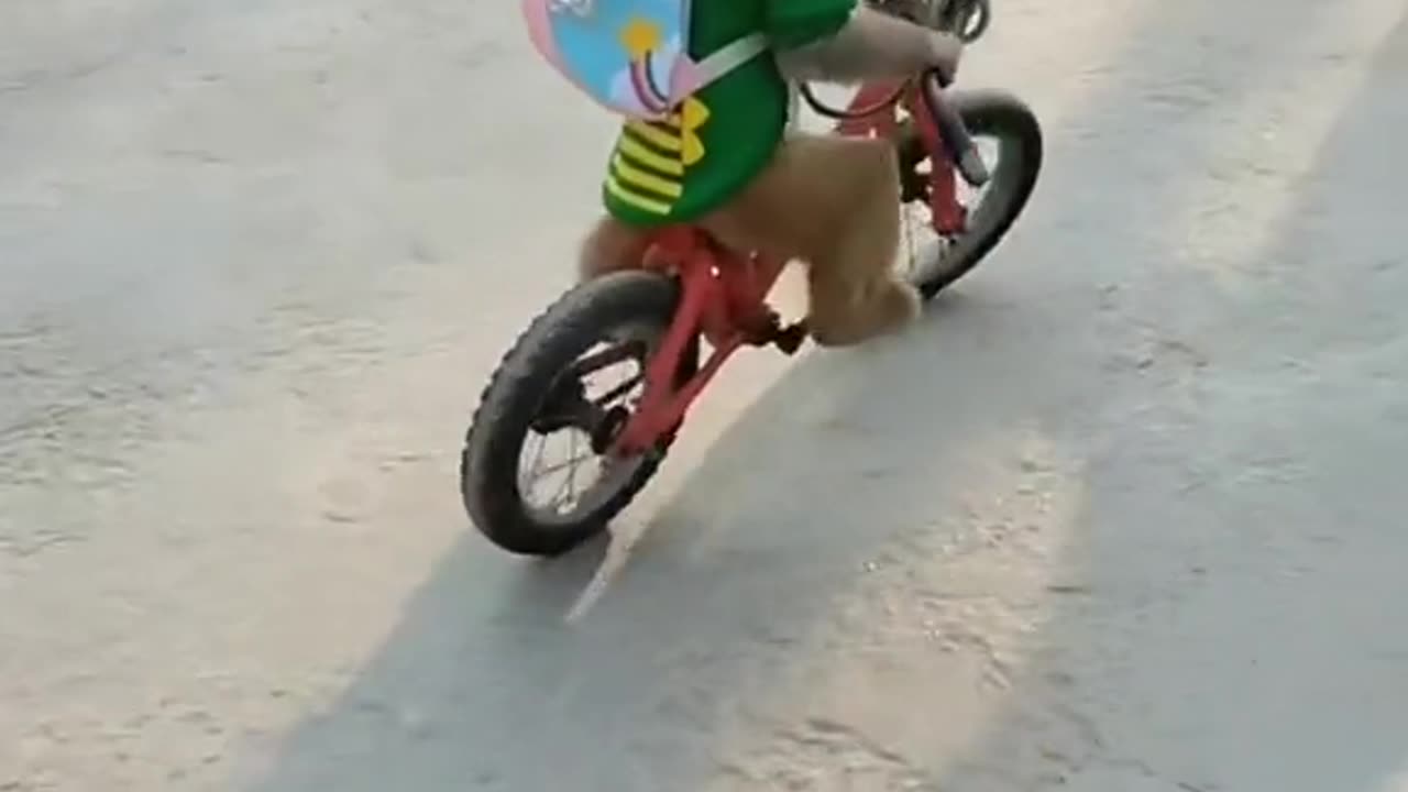 monkey riding a bicycle , funny monkey , funny animals