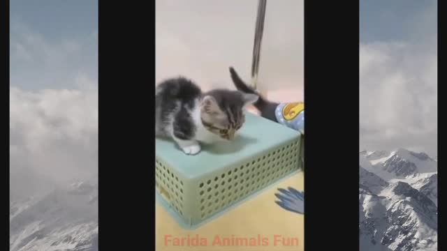 Funny Animals Videos Of 2022||Cute And Funny Animal||@FailArmy