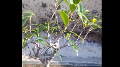 Bonsai