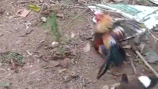 Chicken vs bird fight