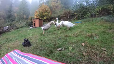 Pet Goose Hugs his Owner but Attacks Everyone Else