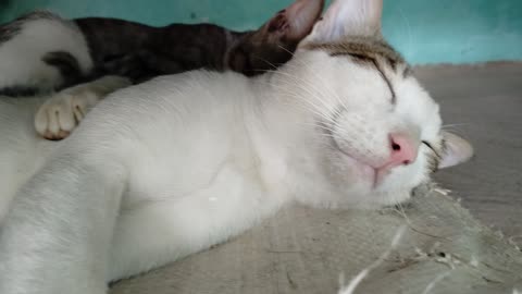 Cute cat sleep together they are brother 😍😍