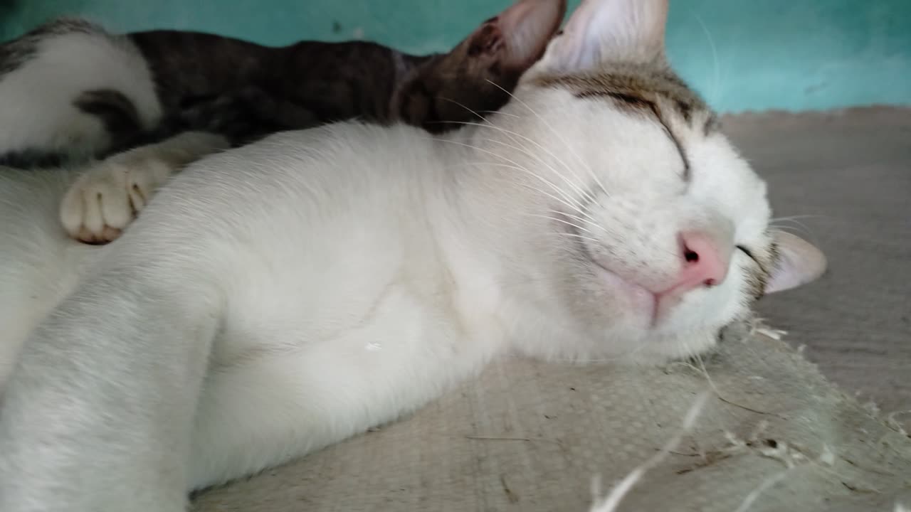 Cute cat sleep together they are brother 😍😍