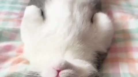 cutekittencutelittlehands4kshortsFunyvideocutecatpetlover