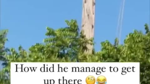 Funny animal videos I found on Instagram 73