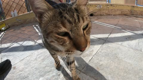 Homeless cat in Ras Al Khaimah, UAE: MICHAEL JACKSON #cat #cats #MichaelJackson #UAE #pets #pet #4u