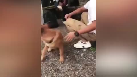 Hewan Terlucu 😅 Video Kucing dan Anjing Lucu Baru 😸🐶 Bagian 1