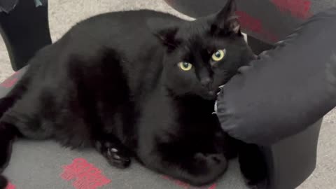 Adopting a Cat from a Shelter Vlog - Cute Precious Piper Watches for Activity All Around Her