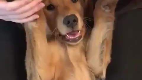 A dog that says hello