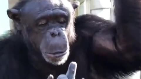 Chimpanzees rost funny videos