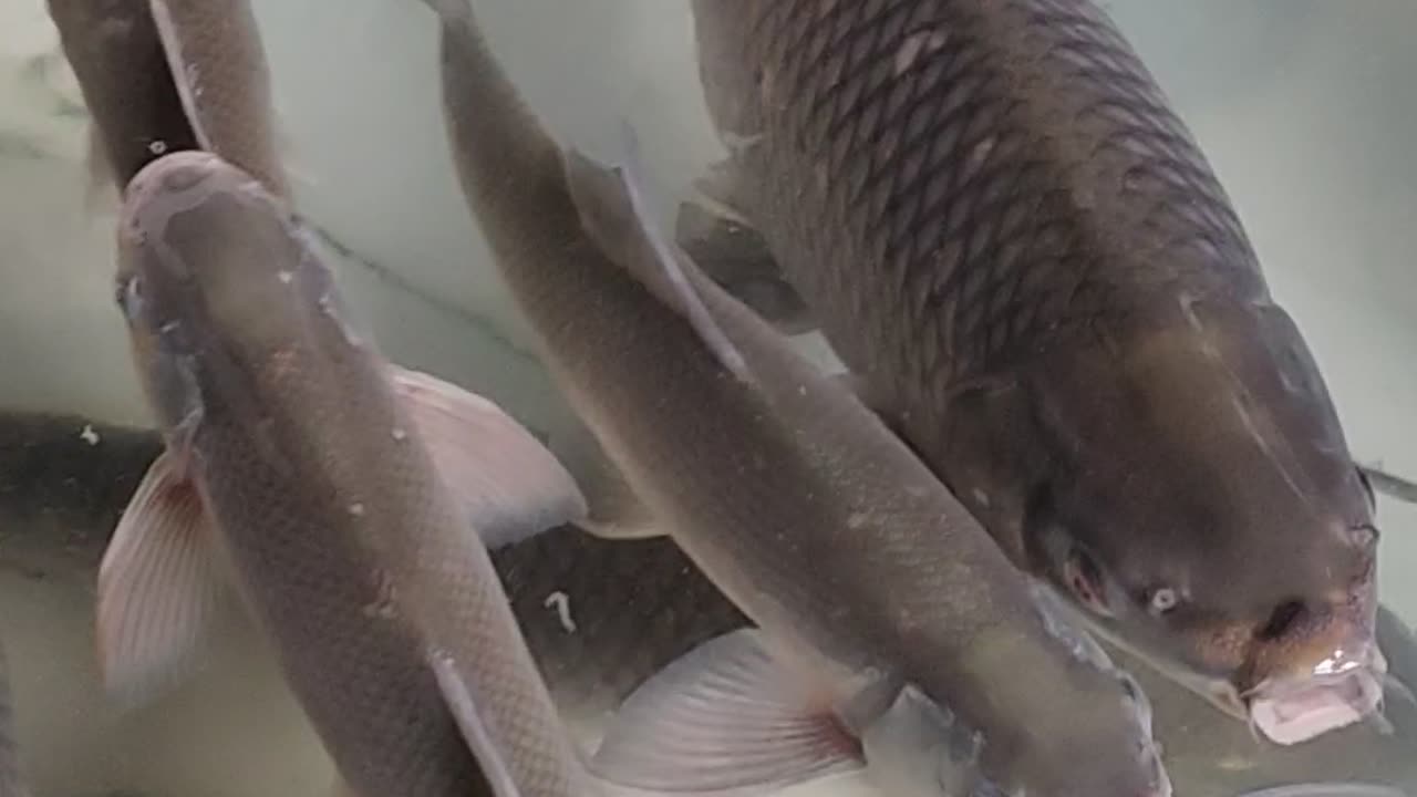 Best Rohu Fish Video In Fish Market l Nice Rohu Fish Video#shorts