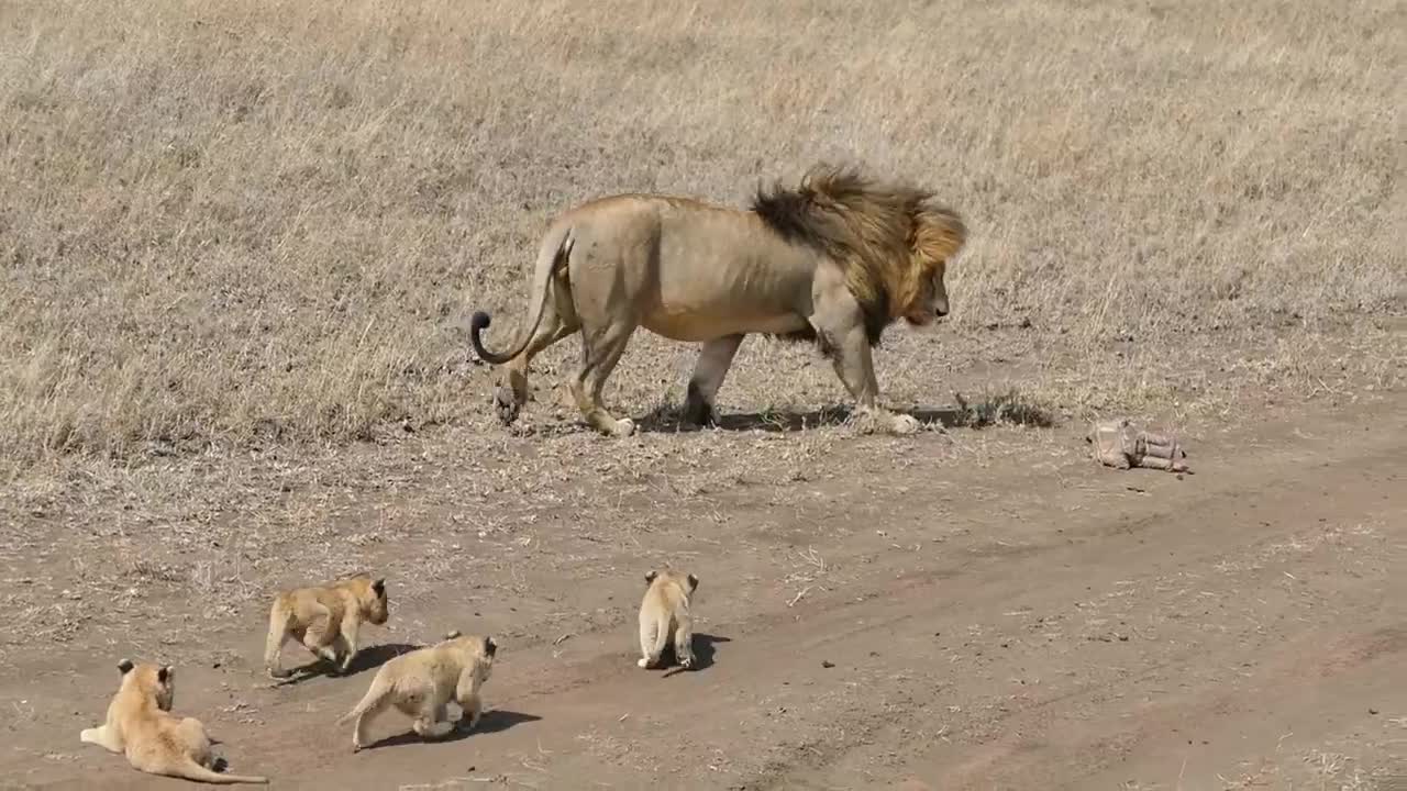 Lion dad tries to ditch his kids