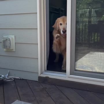 always double check for safety #door #dog #dogsoftiktok #viral #trending #tiktok #trend #shorts
