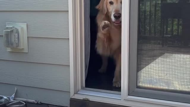 always double check for safety #door #dog #dogsoftiktok #viral #trending #tiktok #trend #shorts