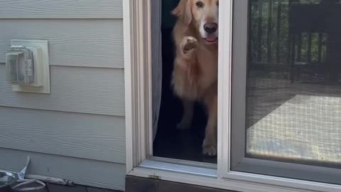 always double check for safety #door #dog #dogsoftiktok #viral #trending #tiktok #trend #shorts