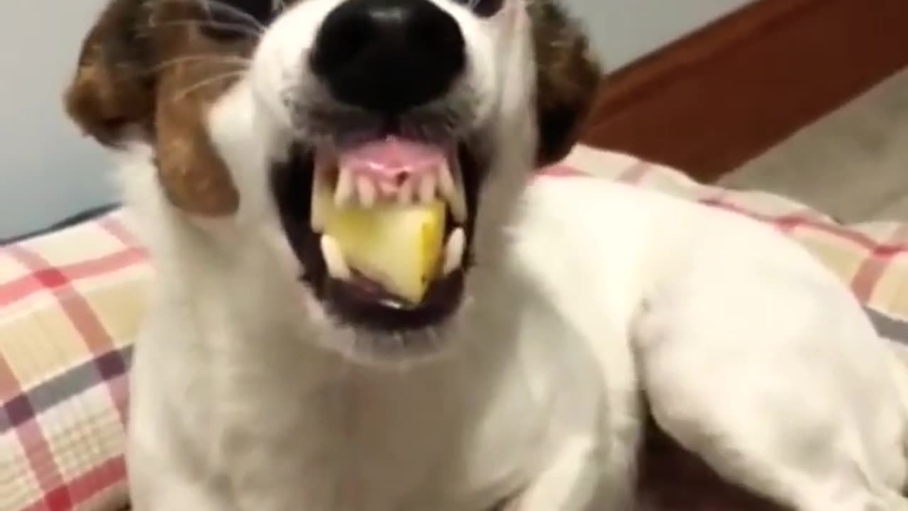 Funny Dog - funny animals video