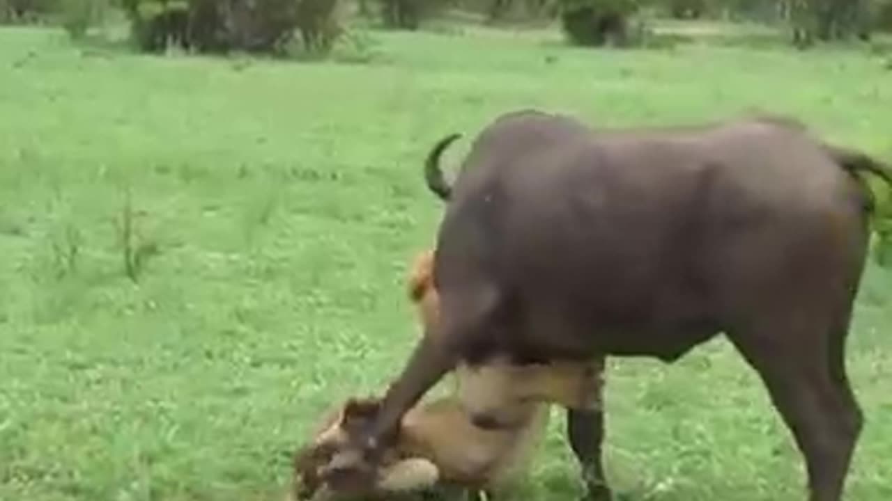 The Bravery of The "King of The Grasslands" is This - Lion Hunting Buffalo