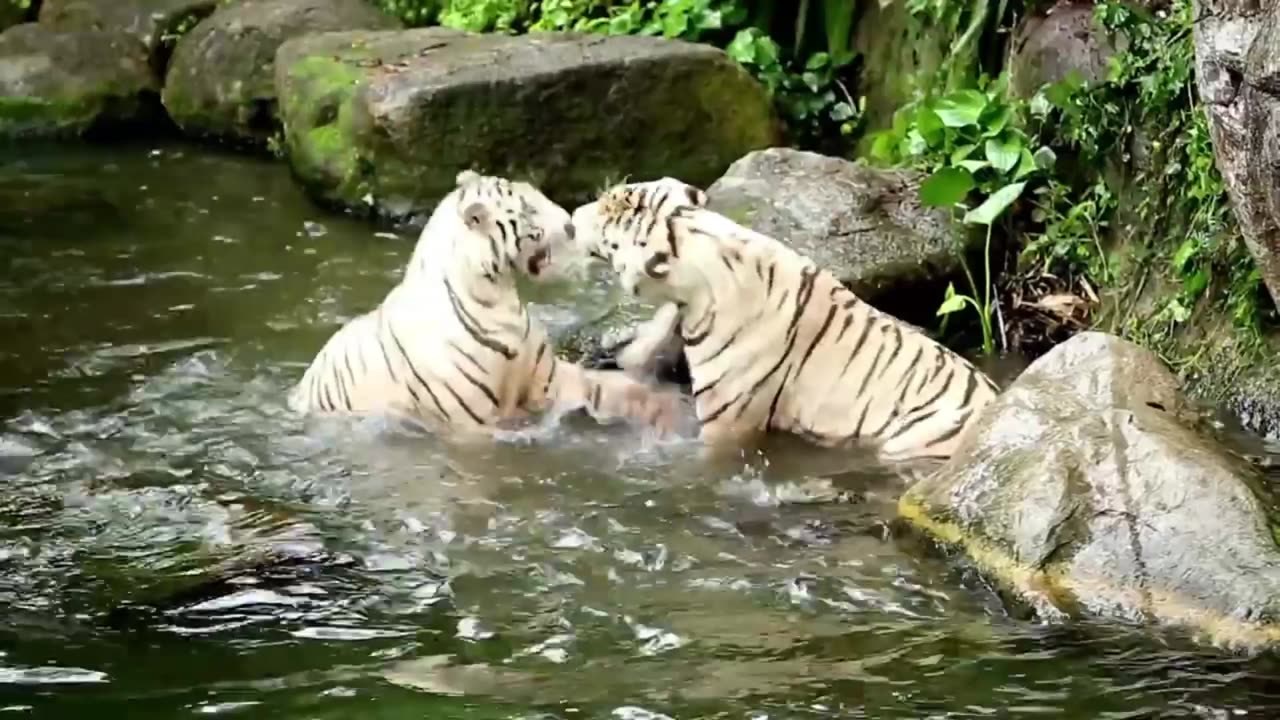 Tigers fight🐯🐯🐯wild parks