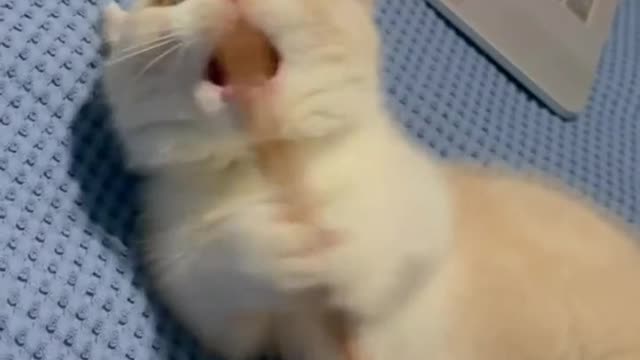 Kitten Is Your Worst Enemy. 7 Ways To Defeat It - video