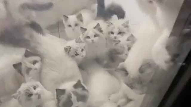 Cute cats