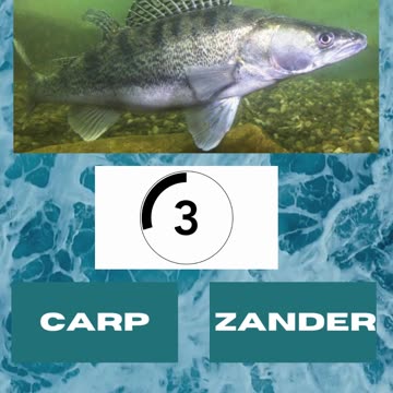 Fish Frenzy 1 A fast-paced quiz short