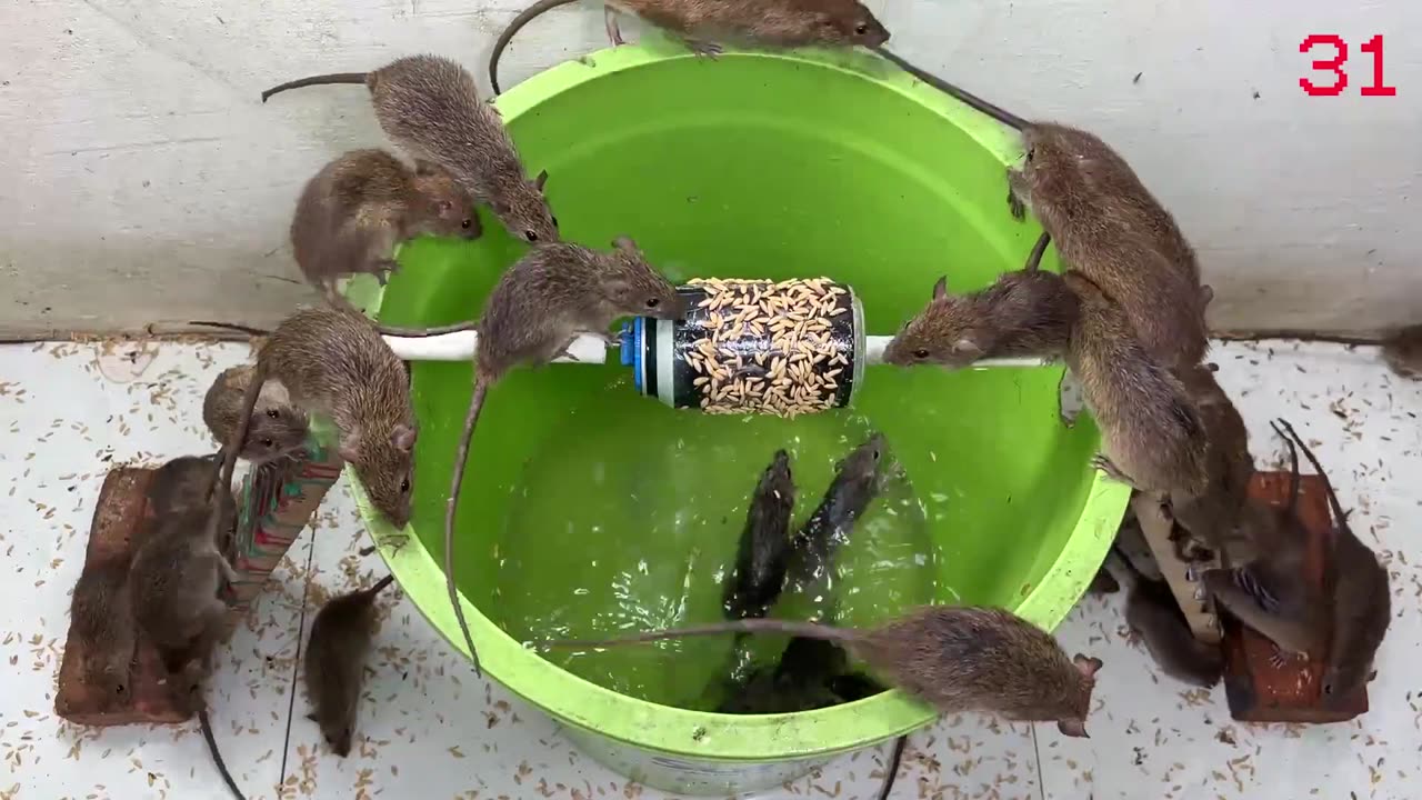 Easy homemade rat traps