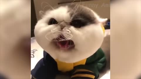 🤣 Funniest 😻 Cats and🐶 Dogs - Awesome Funny Pet Animals Life Videos 😇