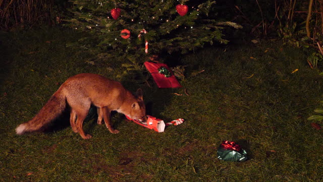 Fox Under a Christmas Tree