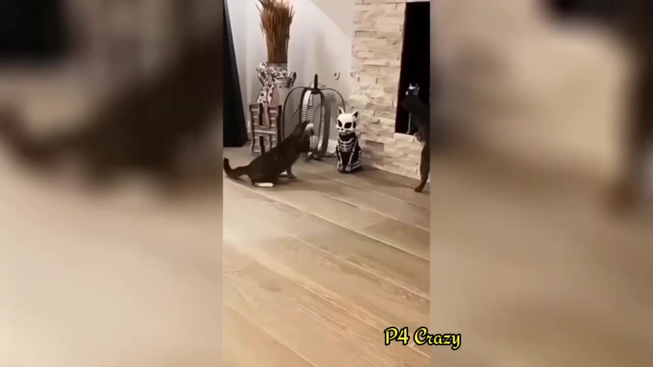 Baby Cats π videos || cute cats funny videos || funny cats πΊ compilation || shahkarim 2023