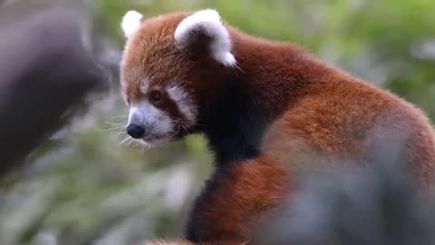 RED PANDA