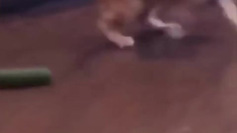 funny cats videos 2023 that looks like play and fun in home