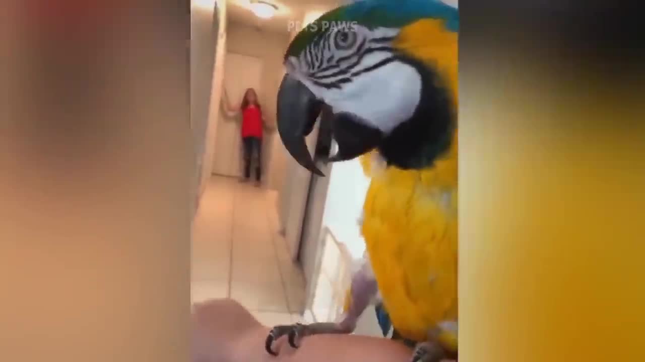 Smart And Funny Parrots Parrot Talking Videos Compilation P1 Super Dogs