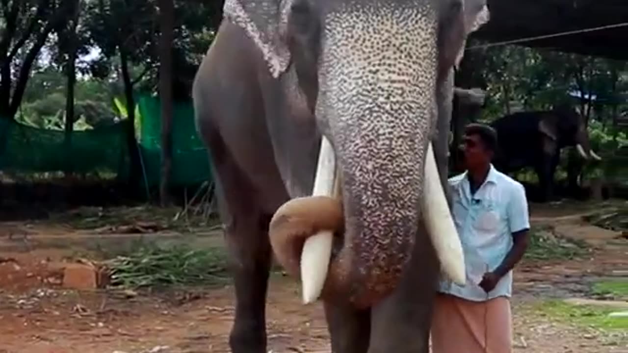 Mangalamkunnu Karnan