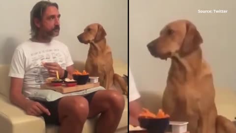 When a dog played aloof to food