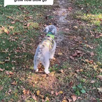 Dog only goes on Go command