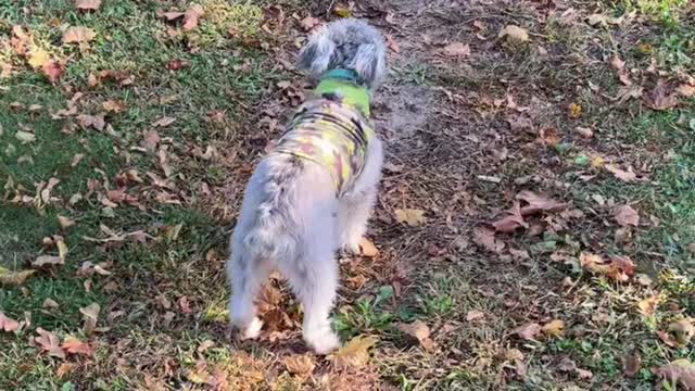 Dog only goes on Go command