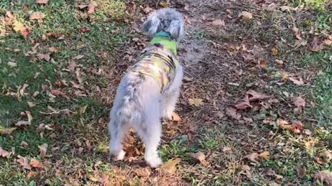 Dog only goes on Go command